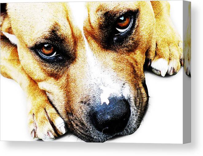 Staffordshire Bull Terrier Canvas Print featuring the photograph Bull Terrier Eyes by Michael Tompsett