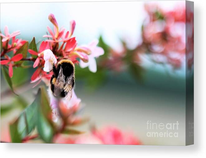 Pretty Canvas Print featuring the photograph Bumble Bee Love by Tracey Lee Cassin