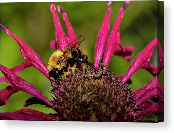 Ray Kent Canvas Print featuring the photograph Bumble Bee by Ray Kent