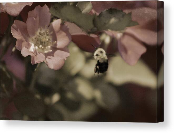 Toasted Spice Canvas Print featuring the photograph Bumblebee Flying to Country Rose in Toasted Spice and Sepia Tones by Colleen Cornelius