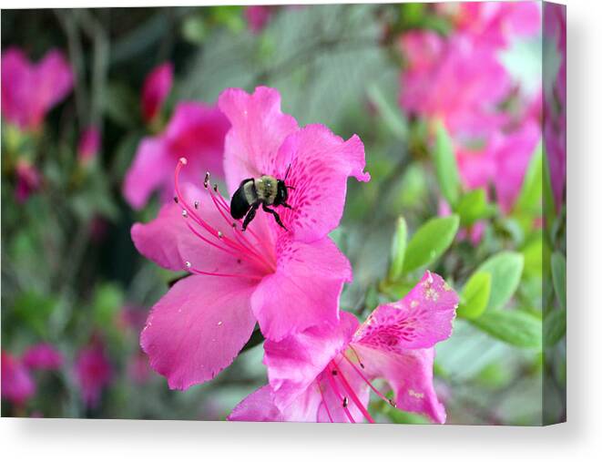 Bee Photography Canvas Print featuring the photograph Bumblebee in flight 3 by Evelyn Patrick