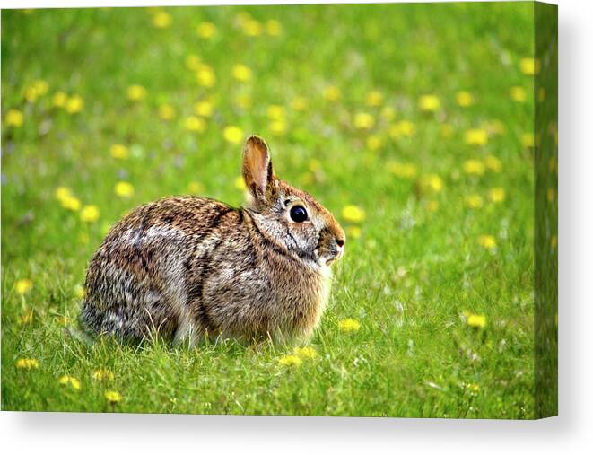 Eastern Cottontail Canvas Print featuring the photograph Eastern Cottontail Bunny Rabbit by Christina Rollo