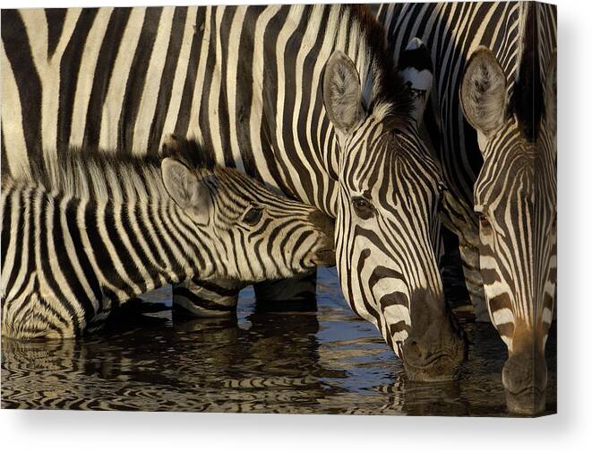00217961 Canvas Print featuring the photograph Burchells Zebra Foal Nuzzling by Pete Oxford