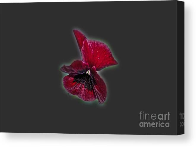 Flower Canvas Print featuring the photograph Burgundy Pansy Tee-shirt by Donna Brown