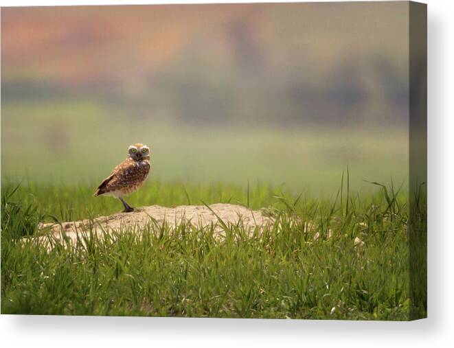 Burrowing Owl Canvas Print featuring the photograph Burrowing Owl 1 by Susan Rissi Tregoning