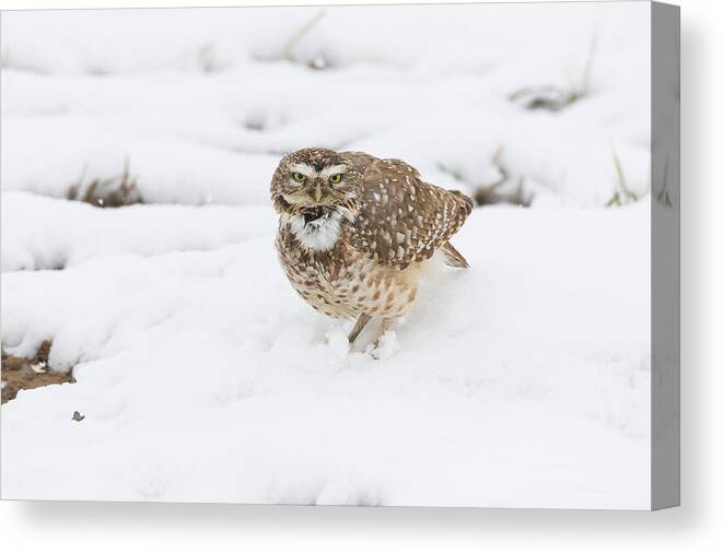 Owl Canvas Print featuring the photograph Burrowing Owl Calls in the Snow by Tony Hake