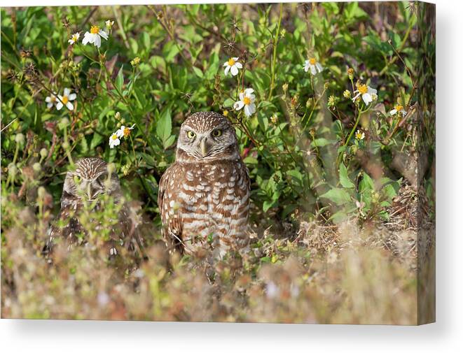 Burrowing; Owl; Den; Birds; Outdoors; Game; Outdoor; Nature; Foraging; Pretty; Fields; Colorful Canvas Print featuring the photograph Burrowing owls outside their den by Dan Friend