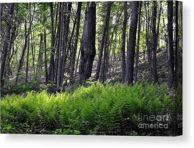 Bushkill Falls Canvas Print featuring the photograph Bushkill Falls Ferns by Andrew Dinh