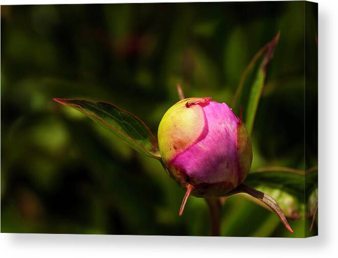 Peony Canvas Print featuring the photograph Busting Out by John Roach