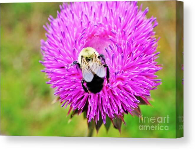 Bee Canvas Print featuring the photograph Busy Bee by Merle Grenz