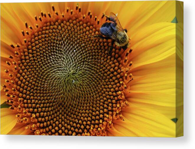 Floral Canvas Print featuring the photograph Busy Bee by Mike Martin