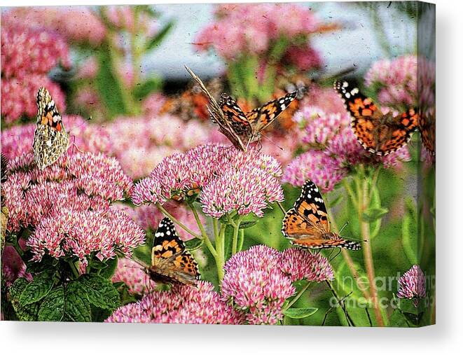 Butterflies Canvas Print featuring the photograph Busy Buddies by Aimelle Ml