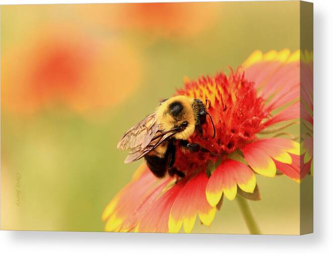 Insect Canvas Print featuring the photograph Busy Bumblebee by Chris Berry