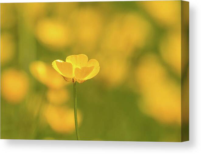 Nature Canvas Print featuring the photograph Butter wouldnt melt by Wendy Cooper