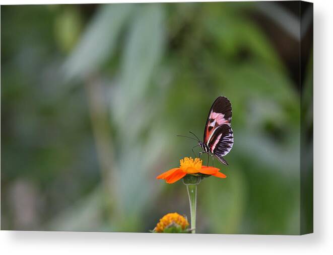 Butterfly Canvas Print featuring the photograph Butterfly 16 by Michael Fryd