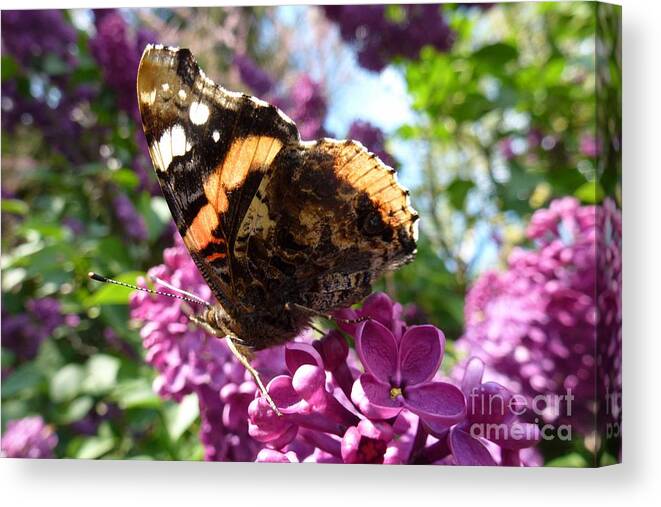 Beautiful Canvas Print featuring the photograph Butterfly 7 by Jean Bernard Roussilhe