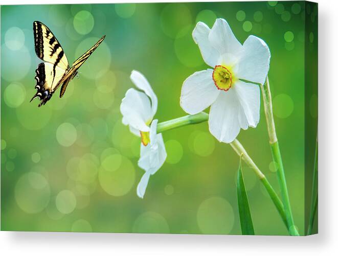 Flowers Canvas Print featuring the photograph Butterfly and Flowers by Cathy Kovarik