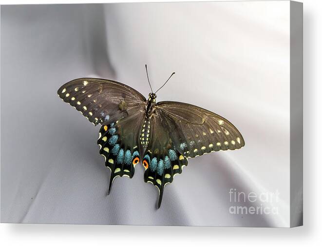 Animal Canvas Print featuring the photograph Butterfly At Picnic by Robert Frederick