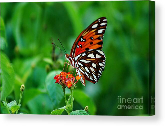 Butterfly Canvas Print featuring the photograph Butterfly Feeding on Lantana by DB Hayes