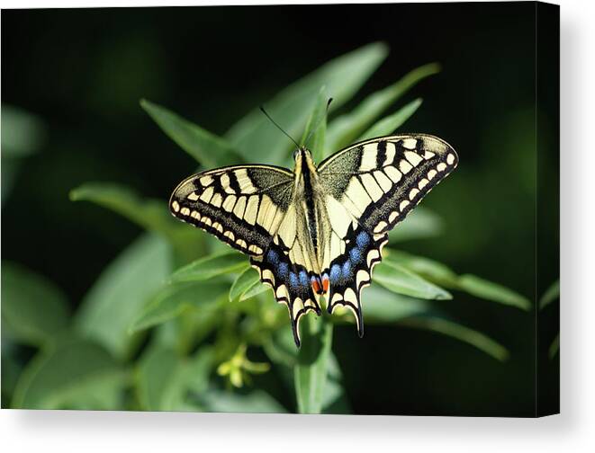 Animal Canvas Print featuring the photograph Butterfly II by Paulo Goncalves