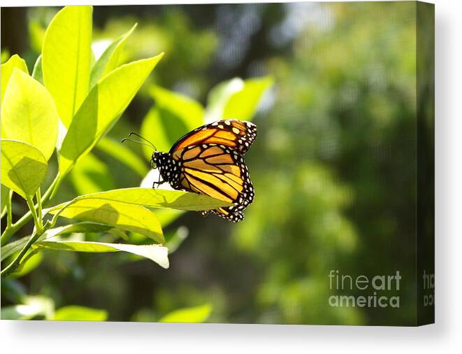Sunlight Canvas Print featuring the photograph Butterfly in Sunlight by Carol Bradley