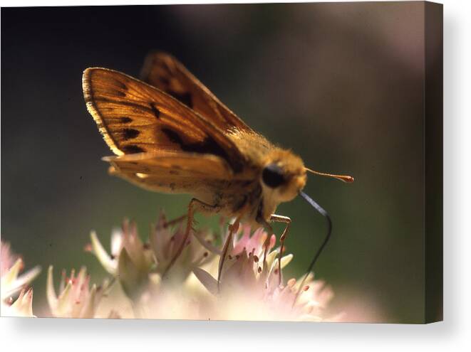  Canvas Print featuring the photograph Butterfly-lick by Curtis J Neeley Jr