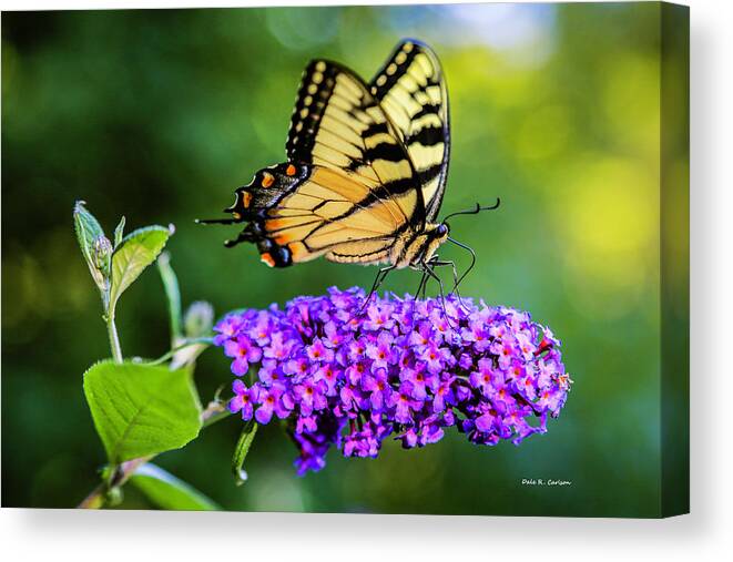 Butterfly Canvas Print featuring the photograph Butterfly Magic by Dale R Carlson