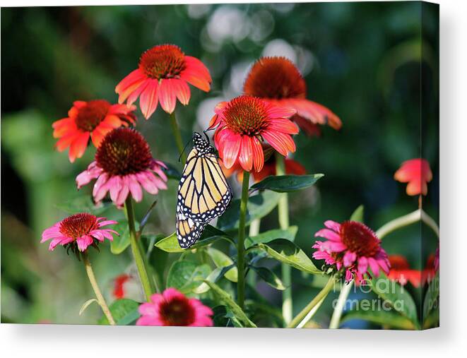 Monarch Butterfly Photo Canvas Print featuring the photograph Butterfly on Cone Flowers by Luana K Perez