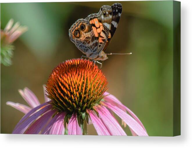 Butterfly Canvas Print featuring the photograph Butterfly on Coneflower 2 by Mary Ann Artz