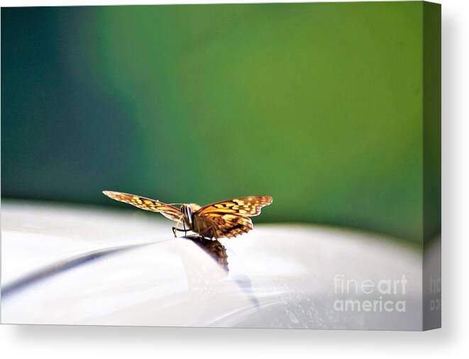 Butterflies Canvas Print featuring the photograph Butterfly on my car5 by Merle Grenz