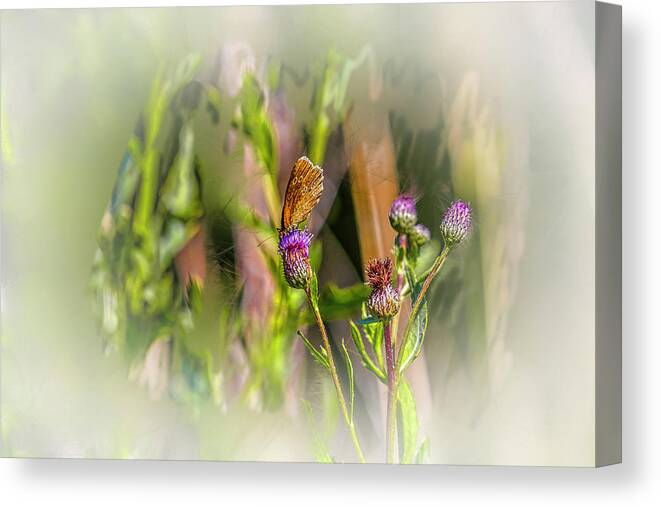 Butterfly On Thistle Bloom Canvas Print featuring the photograph Butterfly on thistle bloom @h7 by Leif Sohlman