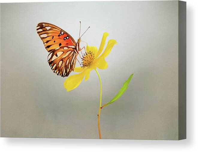 Butterfly On Yellow Flower Canvas Print featuring the photograph Butterfly on Yellow Flower by Steven Michael