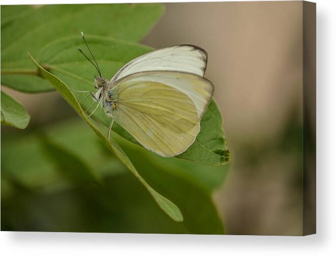 Butterfly Canvas Print featuring the photograph Butterfly Profile by Robert Coffey