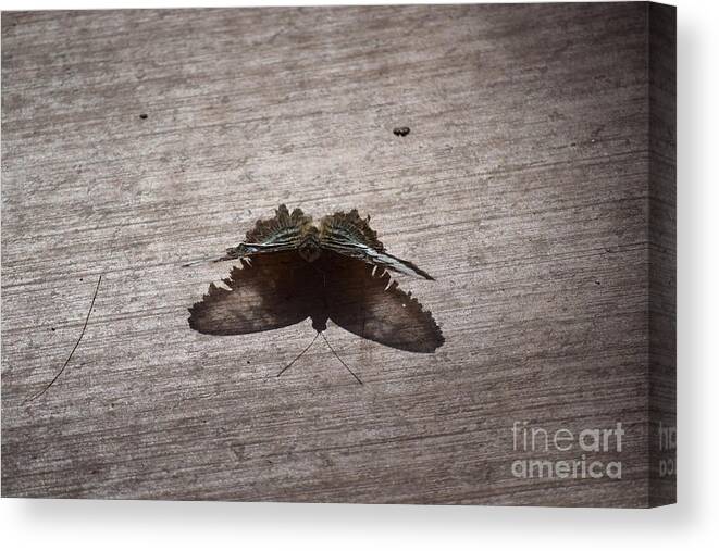 Butterfly Canvas Print featuring the painting Butterfly See through by Daniel Shearer