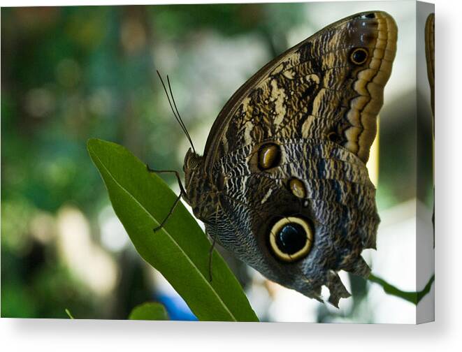 Butterfly Canvas Print featuring the photograph Butterfly Sitting by Douglas Barnett