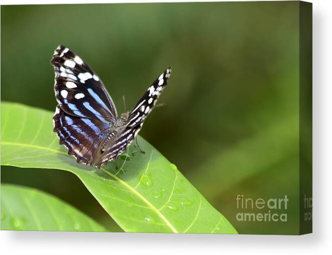 Butterfly Colorful Canvas Print featuring the photograph Butterfly by Teresa Zieba