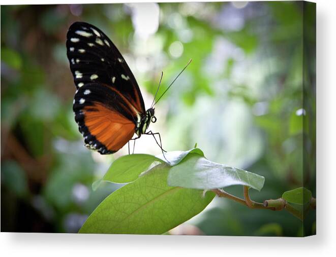 Butterflies Canvas Print featuring the photograph Butterfly2 by James Woody