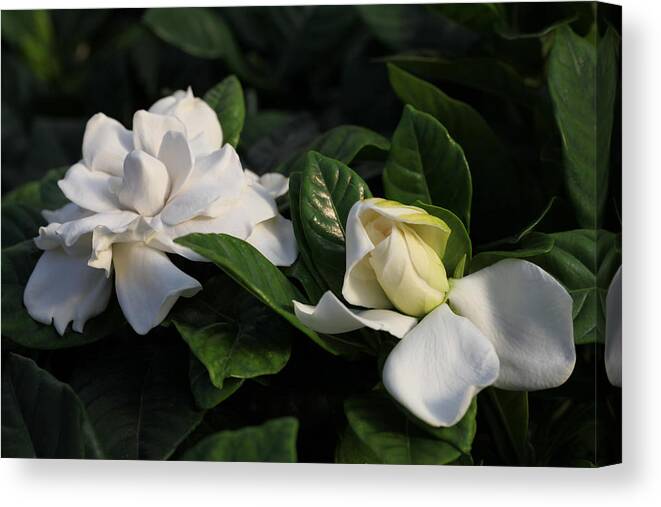 Gardenia Canvas Print featuring the photograph Buttermint Gardenia by Tammy Pool