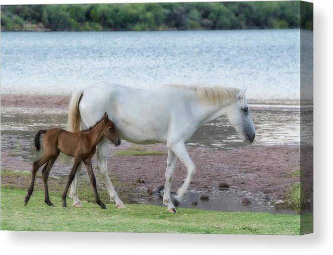 Wild Horses Canvas Print featuring the photograph By Mama's Side is a Good Place To Be by Saija Lehtonen