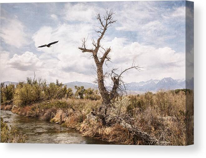 Bald Eagle Canvas Print featuring the photograph By the Creek by Michele Cornelius