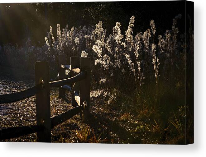 Wildflowers Canvas Print featuring the photograph By The Way by Steven Sparks