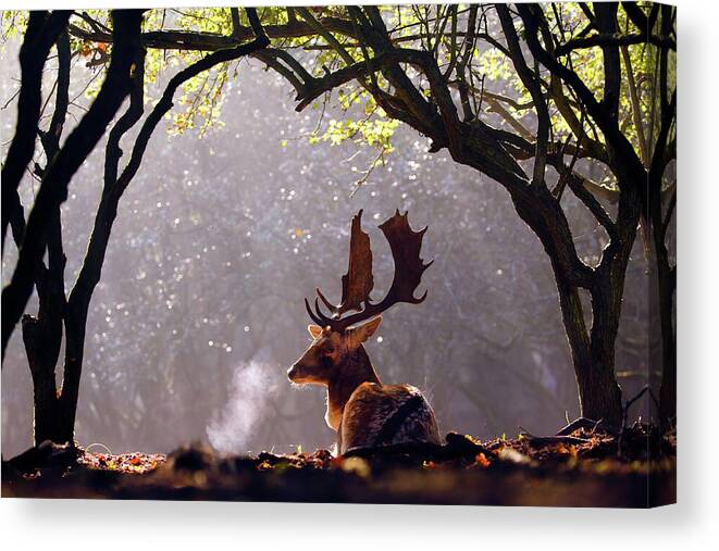 Deer Canvas Print featuring the photograph C-c-c-cold Breath - Fallow Deer Buck by Roeselien Raimond