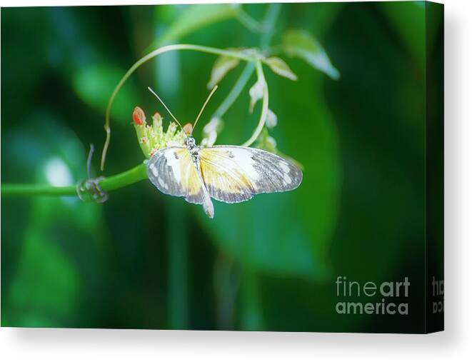 Cleveland Ohio Butterfly Canvas Print featuring the photograph c4 by Merle Grenz