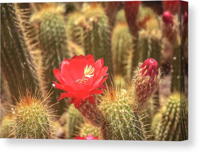 Cactus Canvas Print featuring the photograph Cactus bloom by Darrell Foster