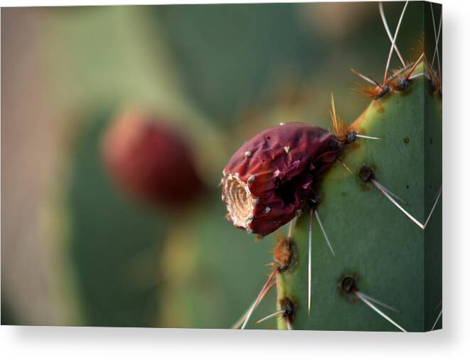 Macro Canvas Print featuring the photograph Cactus blossom by Michael McGowan