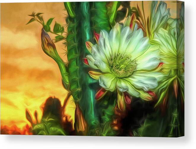 Cactus Canvas Print featuring the photograph Cactus Flower at Sunrise by Pete Rems