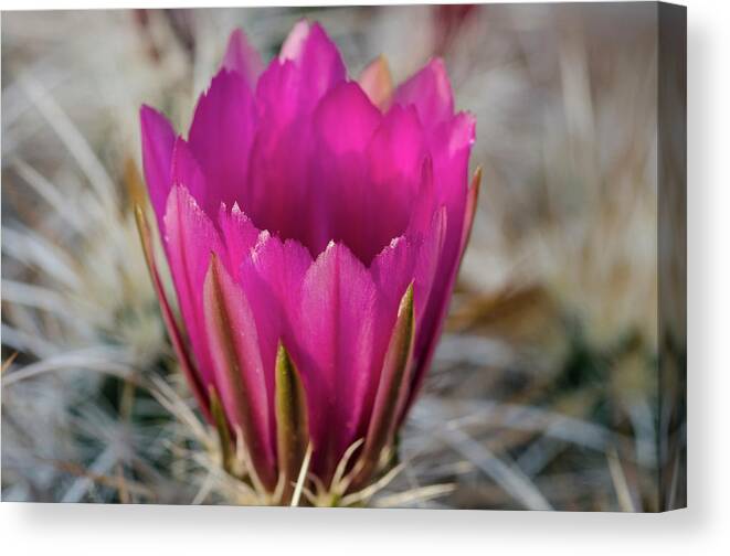 Cactus Flower Desert Canvas Print featuring the photograph Cactus Flower by William Kimble