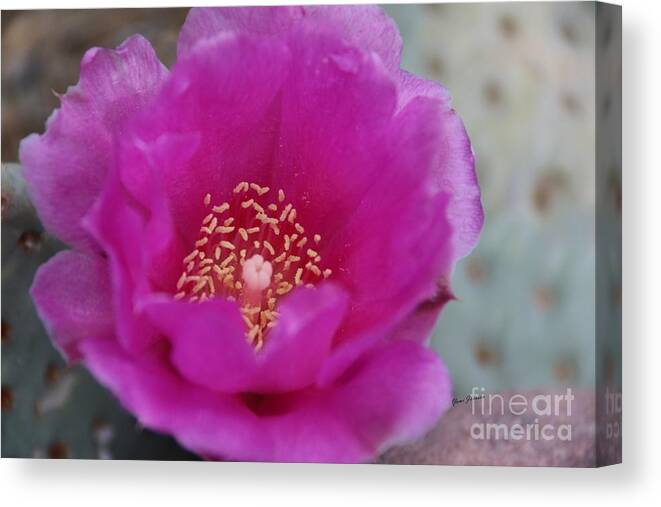 Flower Canvas Print featuring the photograph Cactus flower by Yumi Johnson