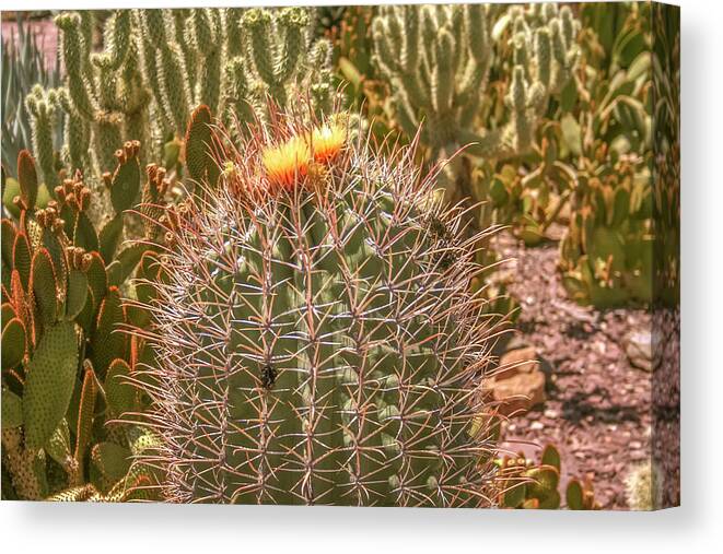Cactus Canvas Print featuring the photograph Cactus yellowtop by Darrell Foster