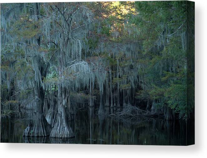 Caddo Lake Canvas Print featuring the photograph Caddo Lake #2 by David Chasey